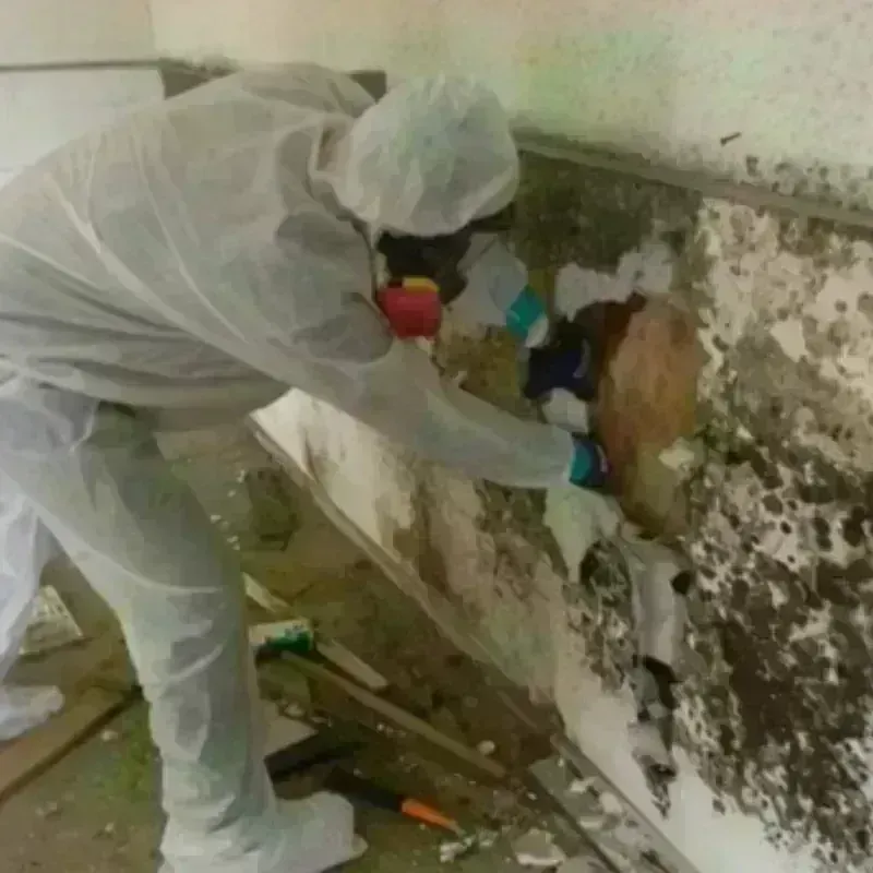 Mold Remediation and Removal in Franklinville, NC